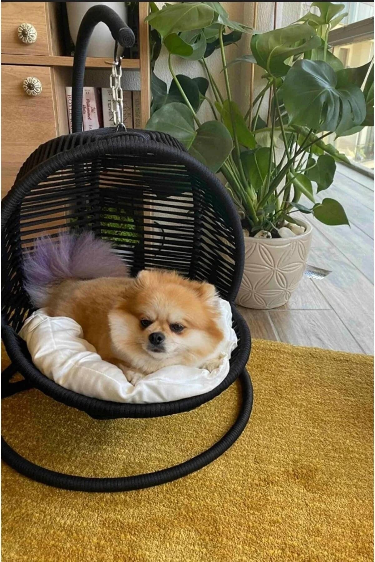 Mini Fauteuil Suspendu Swing Chat/Chien